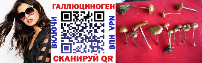 Псилоцибиновые грибы Magic Shrooms  Купить закладки  Избербаш 